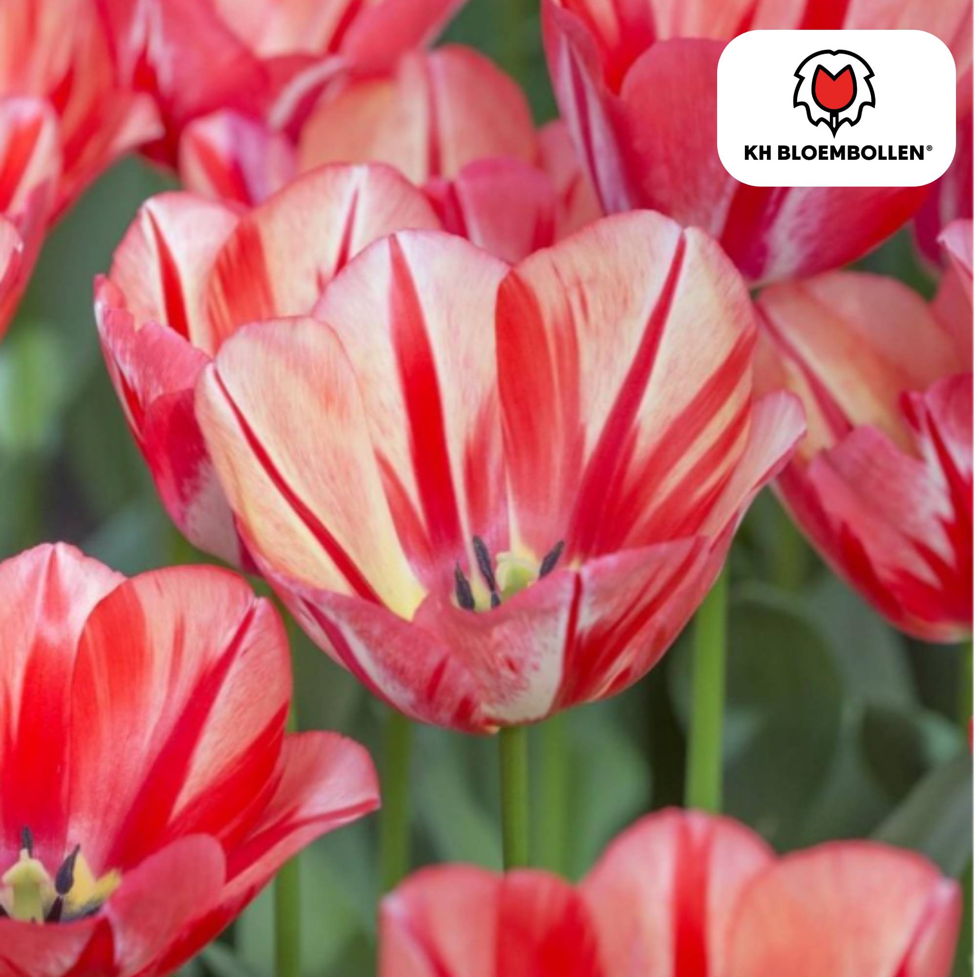 La Green Touch - Tulipe Spring Break - 20 bulbes - Image 1