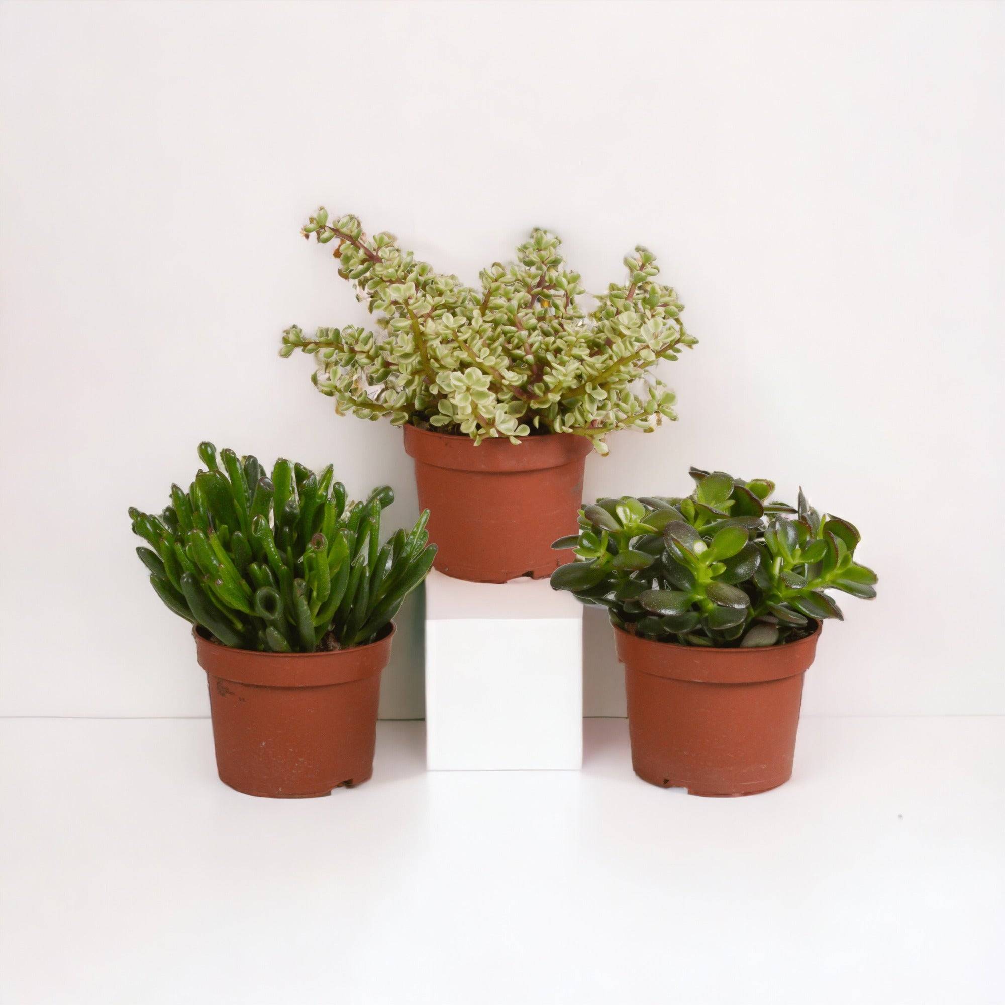 La Green Touch - Crassula, box de 3 plantes h21cm- La Green Touch - Image 1