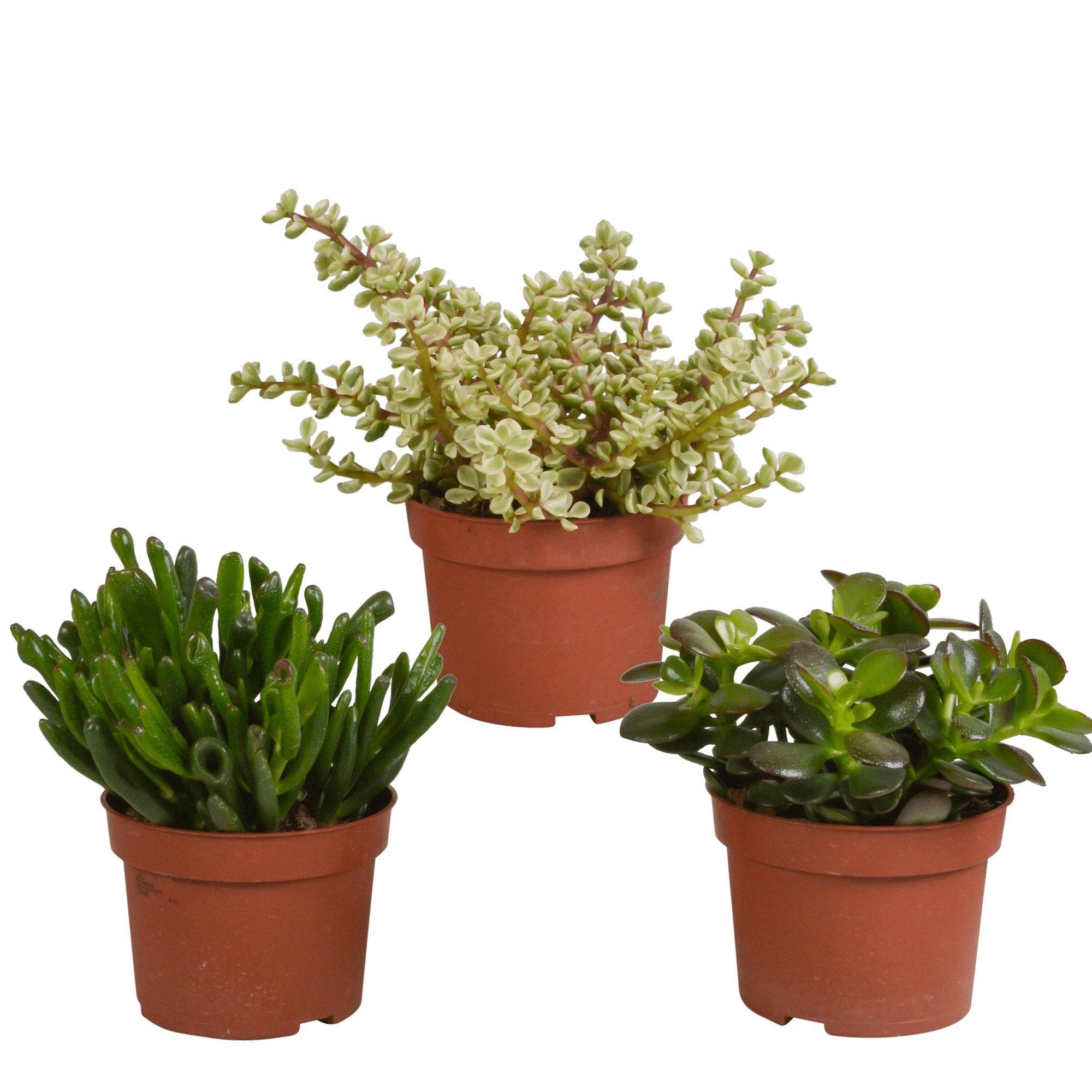 La Green Touch - Crassula, box de 3 plantes h21cm- La Green Touch - Image 2