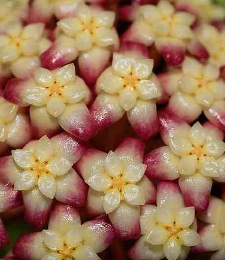 Sans Marque - Hoya finlaysonii (Fleur de porcelaine, fleur de cire) Taille:Pot de 2 litres - 20/40 cm - Couleur floraison:Jaune Rose - Image 2