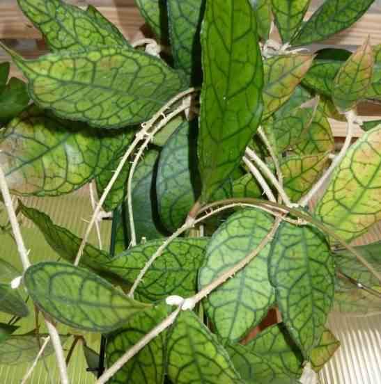 Sans Marque - Hoya finlaysonii (Fleur de porcelaine, fleur de cire) Taille:Pot de 2 litres - 20/40 cm - Couleur floraison:Jaune Rose - Image 1