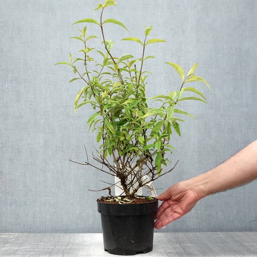 Buddleia davidii Santana - Arbre à papillons panaché Pot de 2L/3L - Image 2
