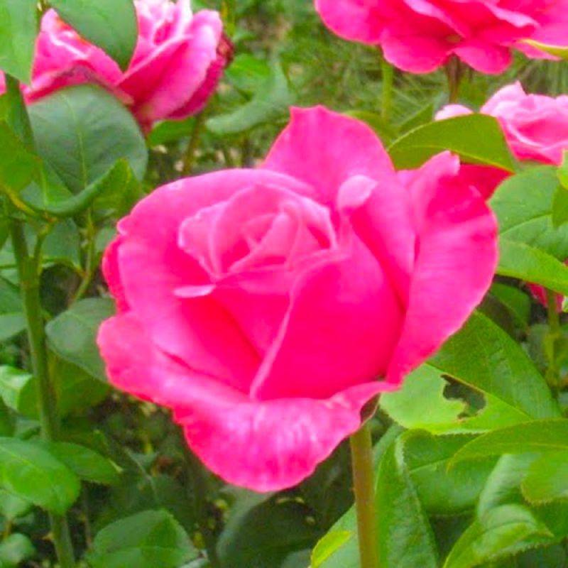 Rosier 'Parfum Royal®' - Racines nues - Tige de 45cm - Pépinières Naudet