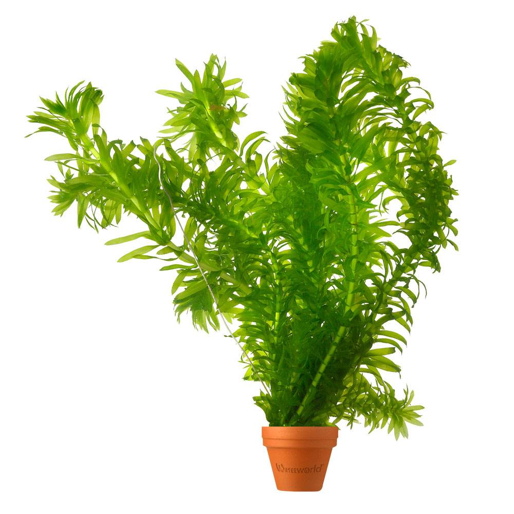 0 - Élodée - Elodea densa - 5 pièces - Plante Oxygénante - Bassin - Image 1