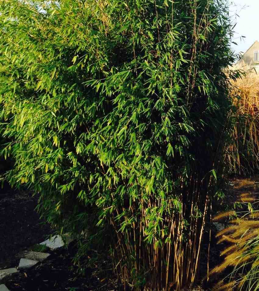 0 - Fargesia Obelisk (murielae x nitida) (Bambou non traçant) Pot 45 Litres - 175/200cm - 14/24 cannes
