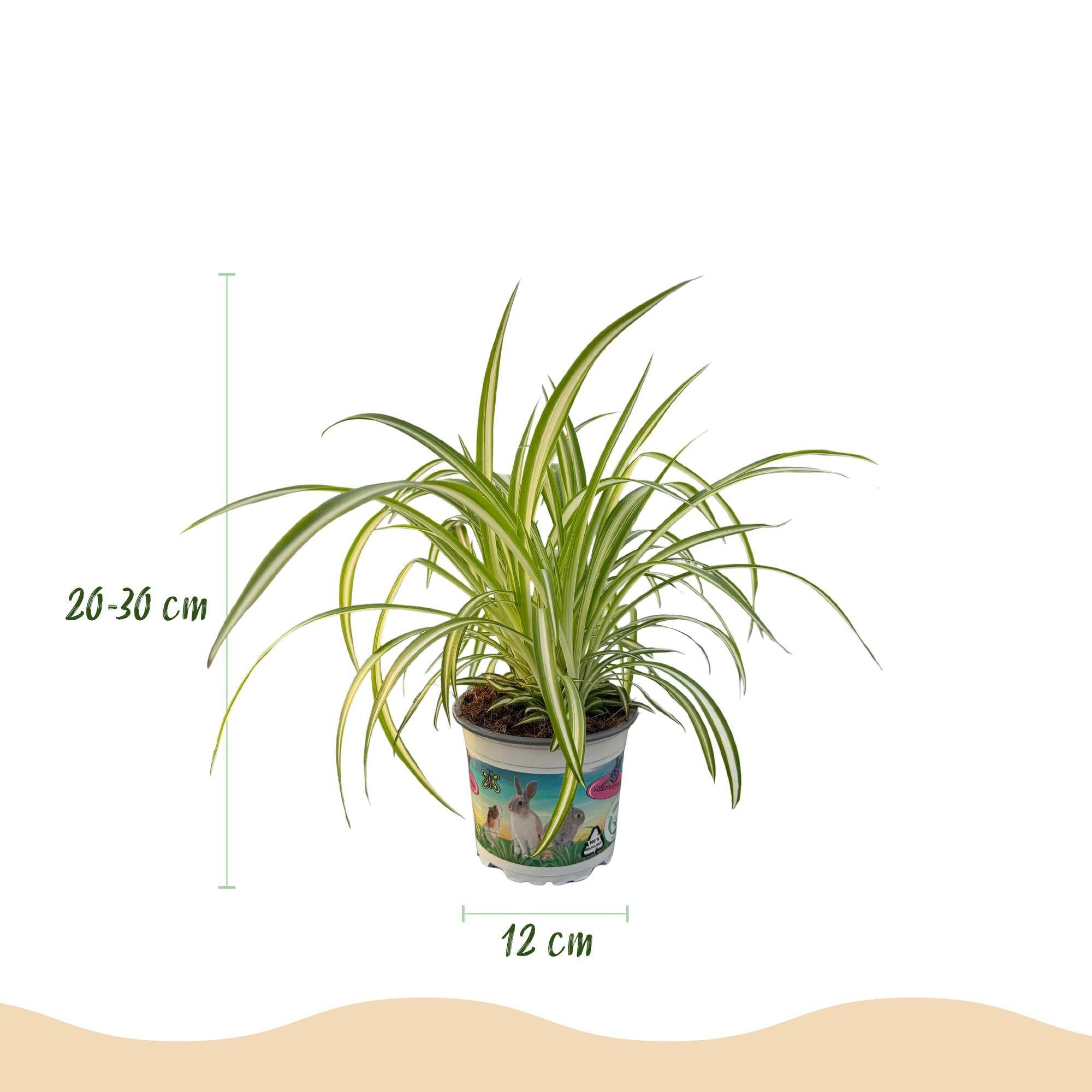 Cyperus - H30cm