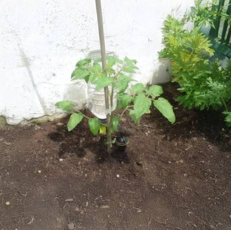 Iriso - Pied goutteur Iriso X 10 - Imagen 4
