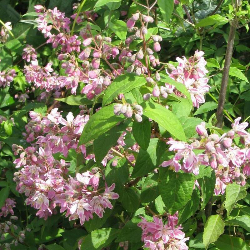 Deutzie Tourbillon Rouge, Deutzia à fleurs Rose - feuillage Caduc - Pot de 4L - 40/60 cm-  hauteur à maturité De 1,50 m à 2,00 m - Image 1