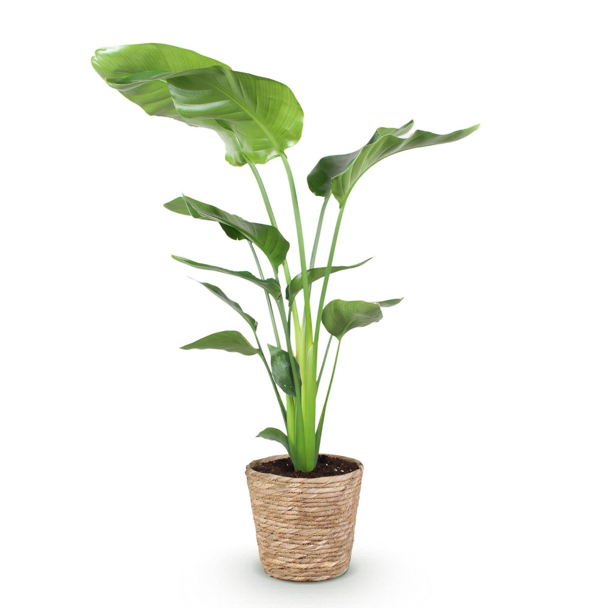 Strelitzia Nicolai - Pot de 21cm - Panier - Plantes d'intérieur - Image 2