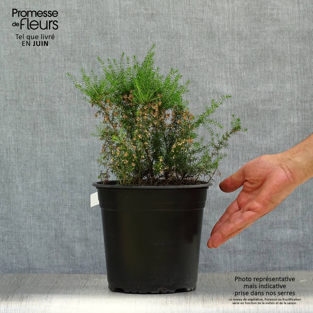 Bruyère arborescente Pink Joy - Erica arborea Pot de 4L/5L - Image 2