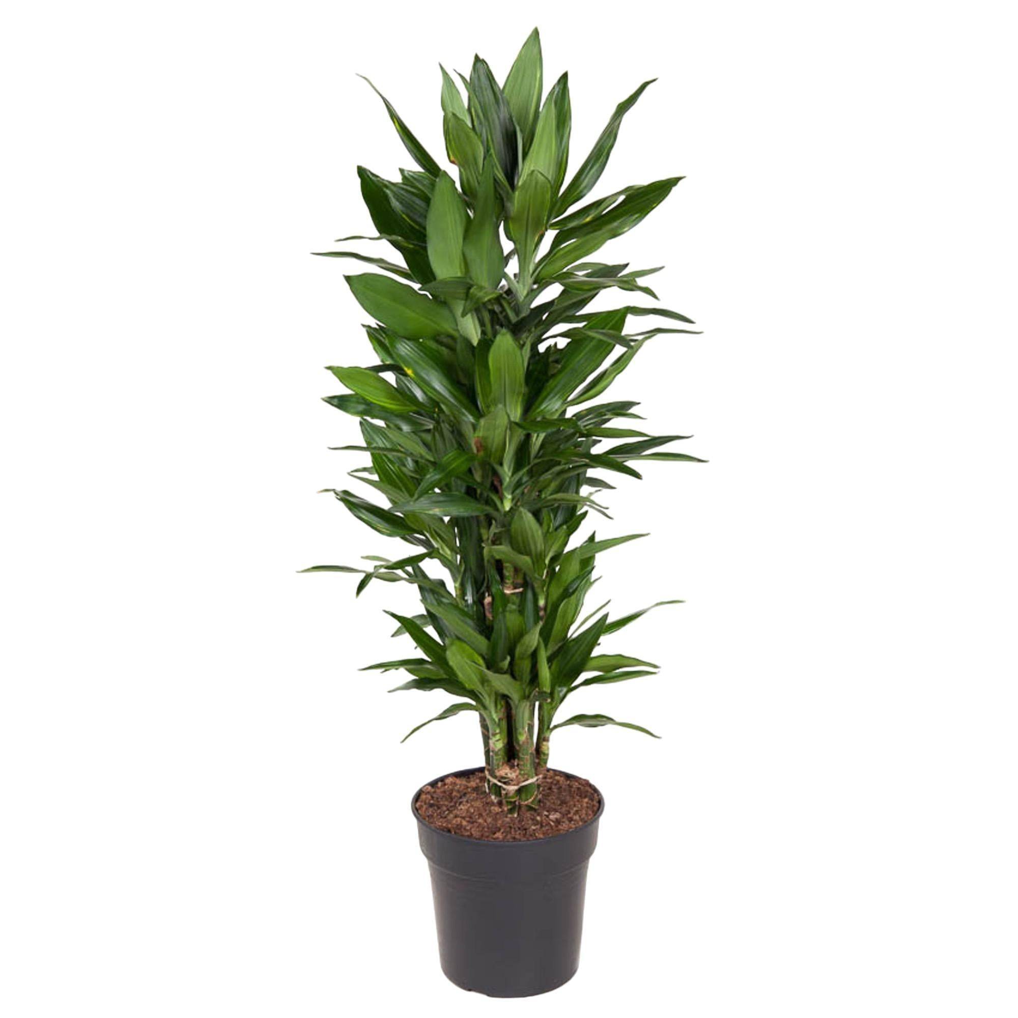 Dracaena Janet Lind Ramifié - D27 H110cm
