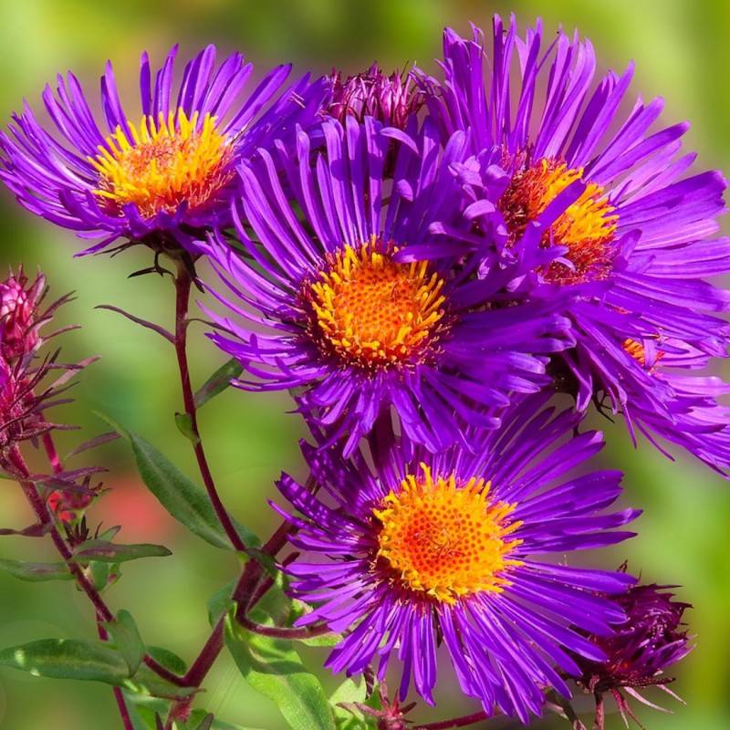 Aster des Alpes Violet à fleurs Violette/ - feuillage Caduc - Pot de 3L - 20/40 cm