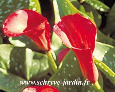 Arum ou Calla rouge vif - Zantedeschia Majestic Red Bulbe calibre 12+ (par 3)