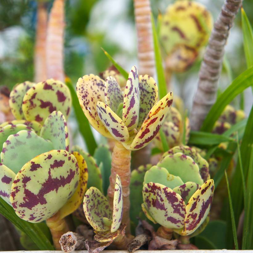 Kalanchoe marmorata - Kalanchoé marbré Pot de 7,5L/10L, 30/40 diamètre