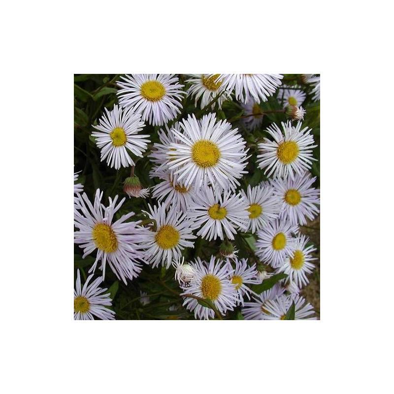 Vergerette Quakeress, Erigeron à fleurs Blanche/ - feuillage Persistant - Godet - 5/20 cm