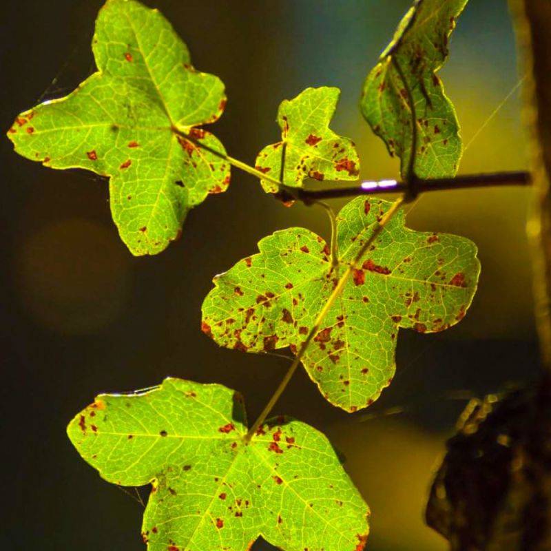 Érable de Montpellier (Acer monspessulanum) - Godet - Taille 20/40cm - Pépinières Naudet - Imagen 2