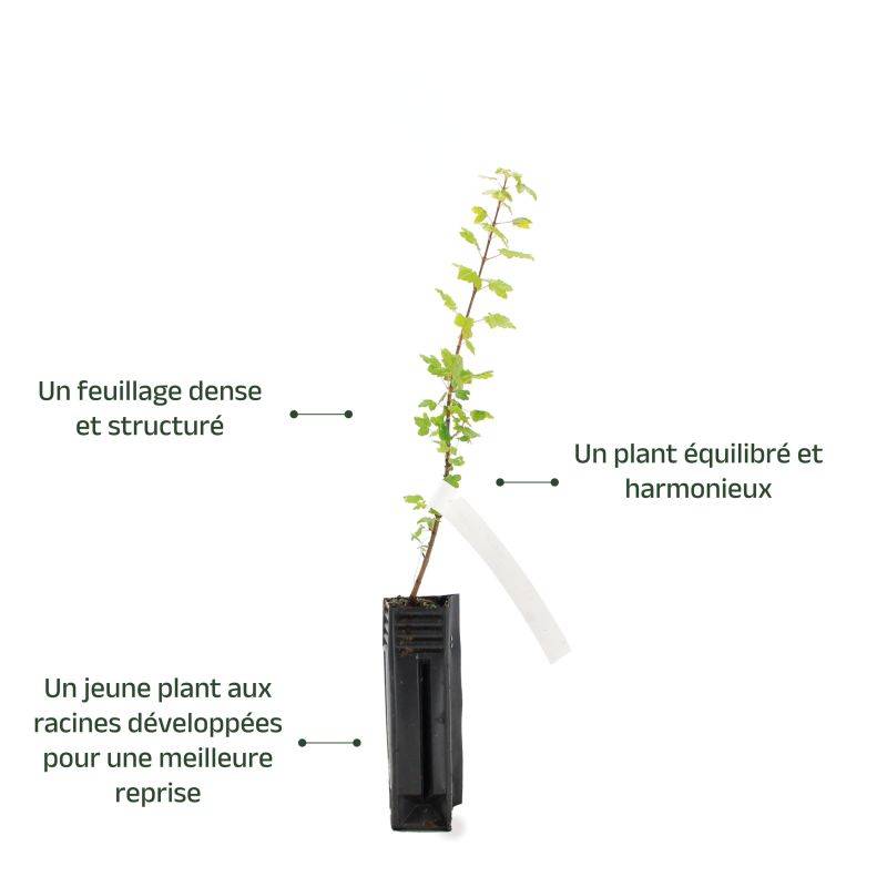 Érable de Montpellier (Acer monspessulanum) - Godet - Taille 20/40cm - Pépinières Naudet - Imagen 4