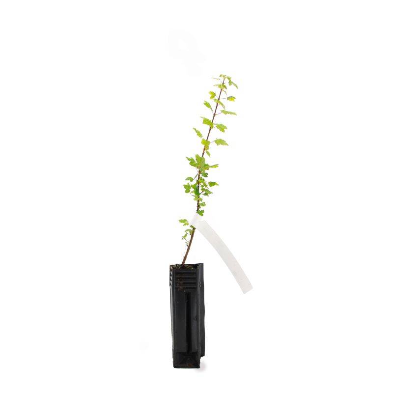 Érable de Montpellier (Acer monspessulanum) - Godet - Taille 20/40cm - Pépinières Naudet - Imagen 3
