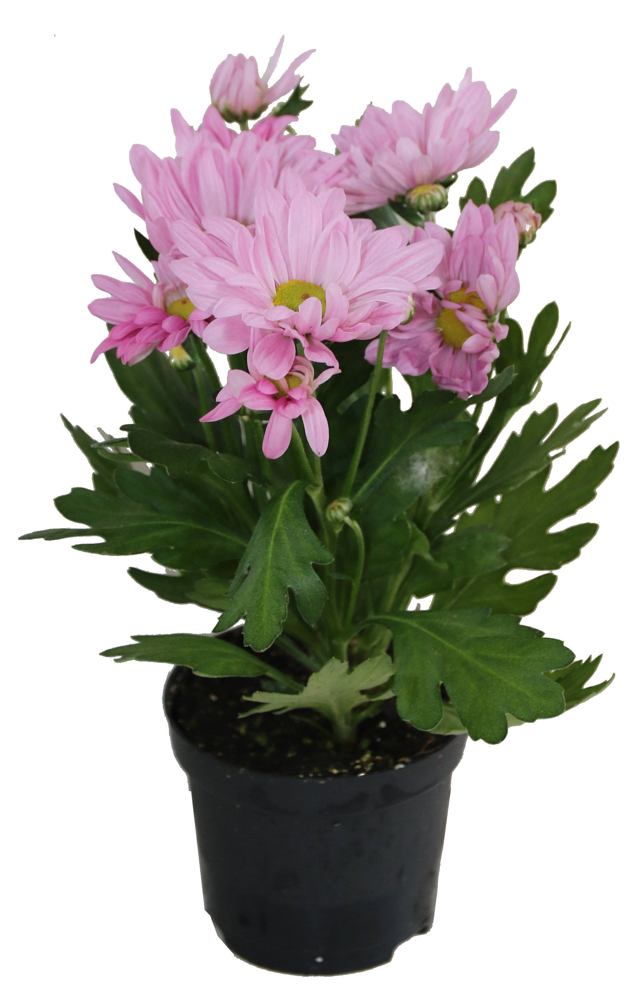 Horti-Flandre - Chrysanthème rose pâle Pot 9 cm