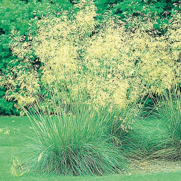 Promesse de Fleurs - Stipa gigantea - Stipe géante Pot de 2L/3L