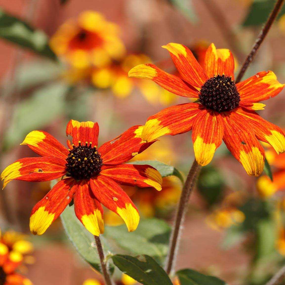 Promesse de Fleurs - Rudbeckia triloba Prairie Glow Godet de 8/9 cm