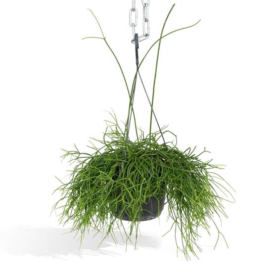 Rhipsalis baccifera h25cm 25cm - Plante d'intérieur- La Green Touch - Image 1
