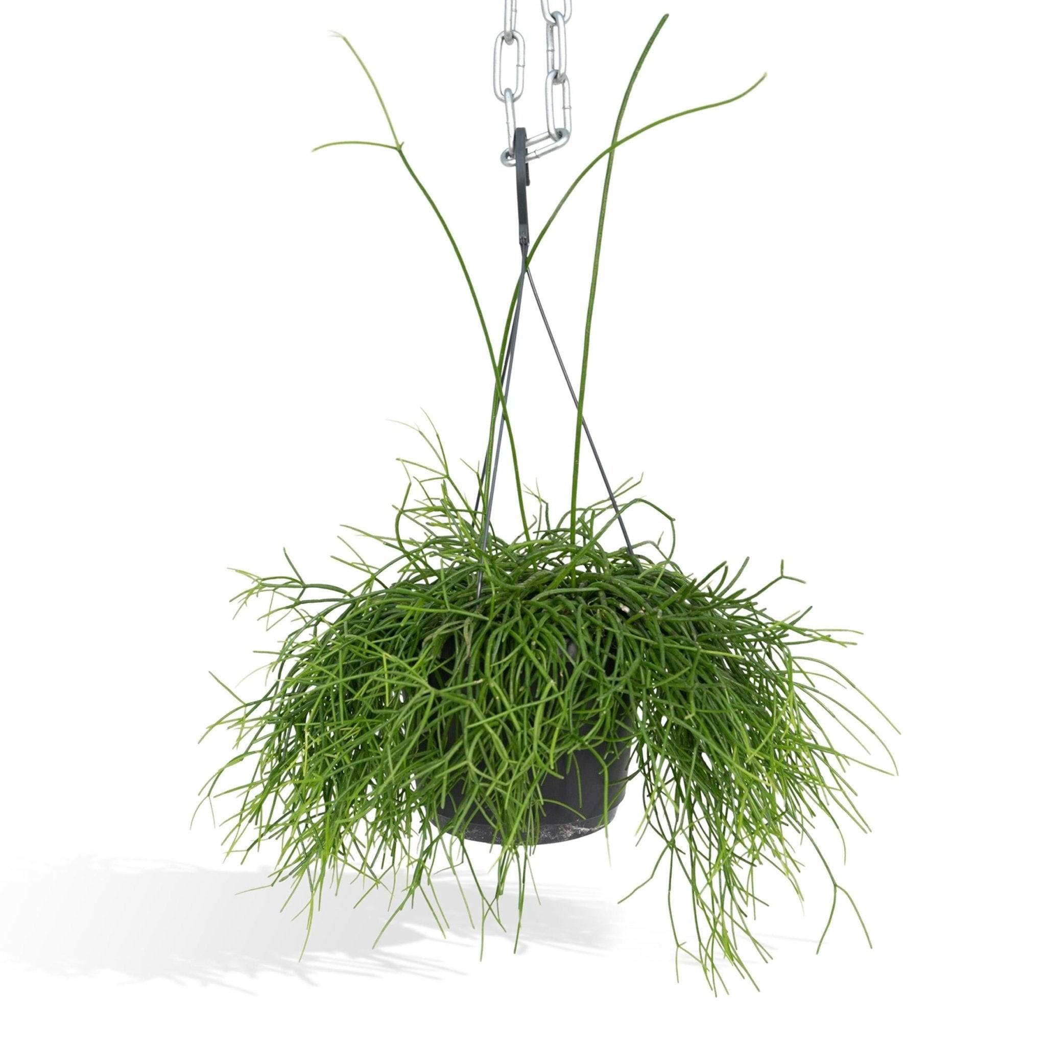 Rhipsalis baccifera  h25cm 25cm - Plante d'intérieur- La Green Touch
