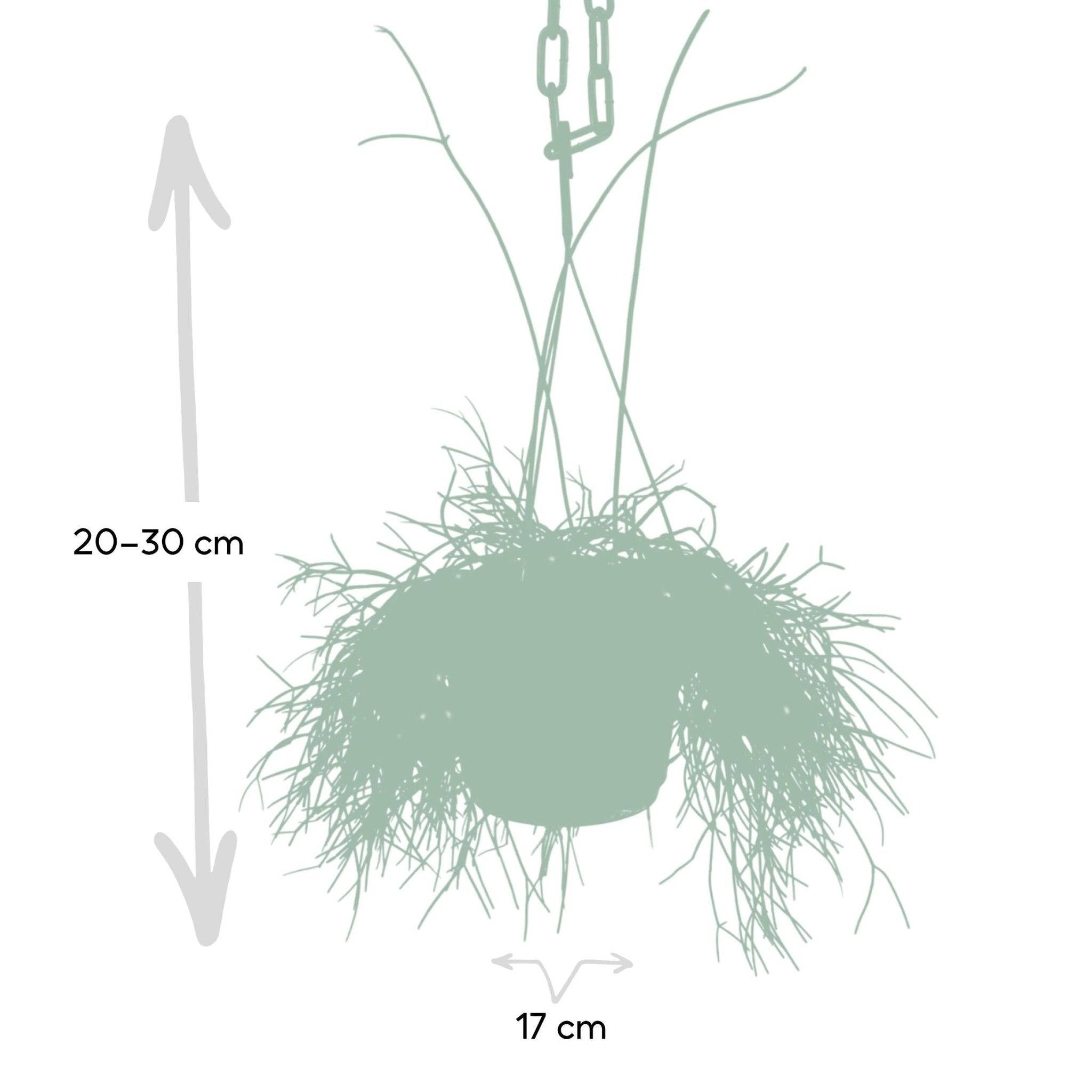 Rhipsalis baccifera  h25cm 25cm - Plante d'intérieur- La Green Touch - Image 4