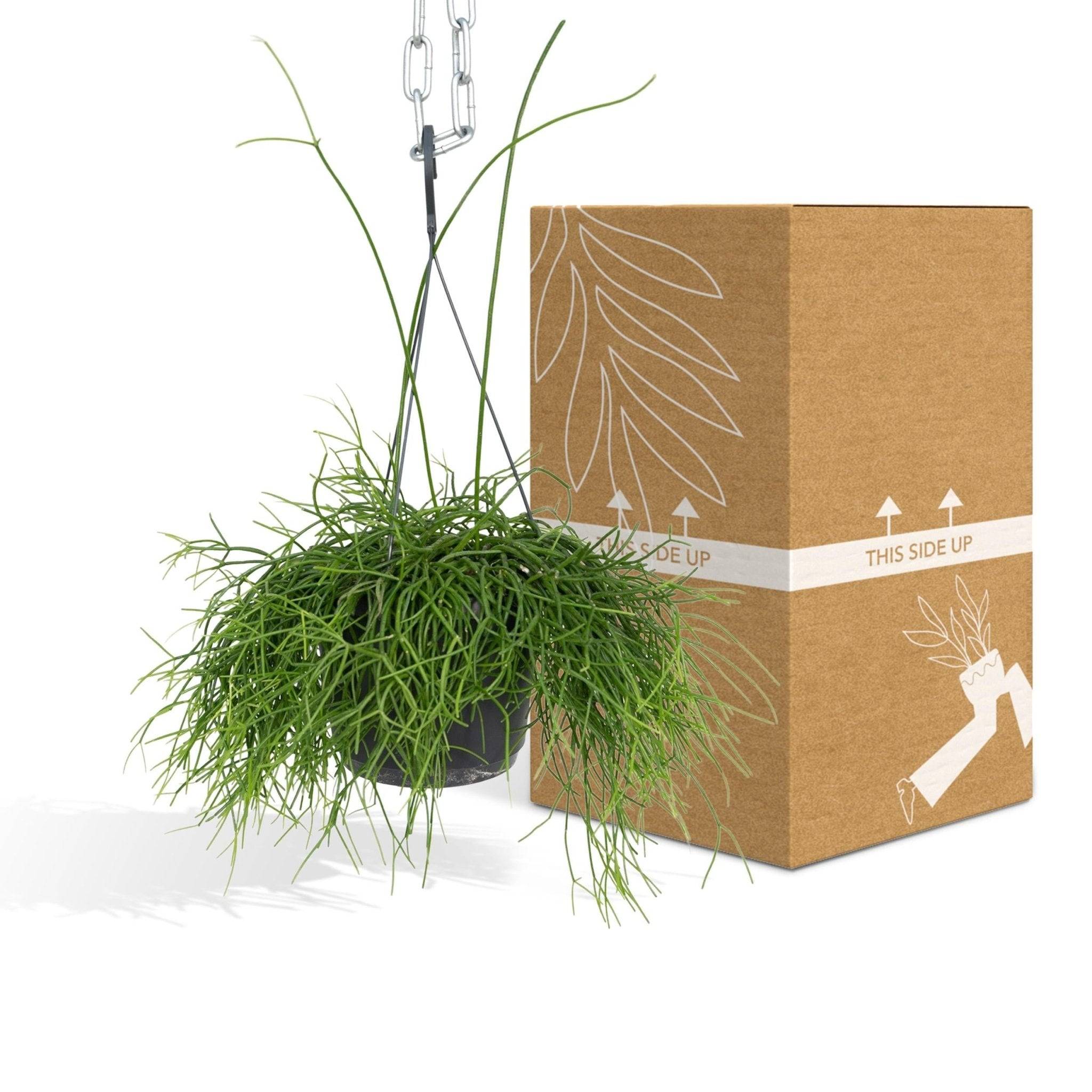 Rhipsalis baccifera  h25cm 25cm - Plante d'intérieur- La Green Touch - Image 5