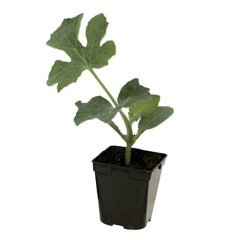 Plant de pasteque Mini Love f1 pot de 0,5 litre - Jardiland
