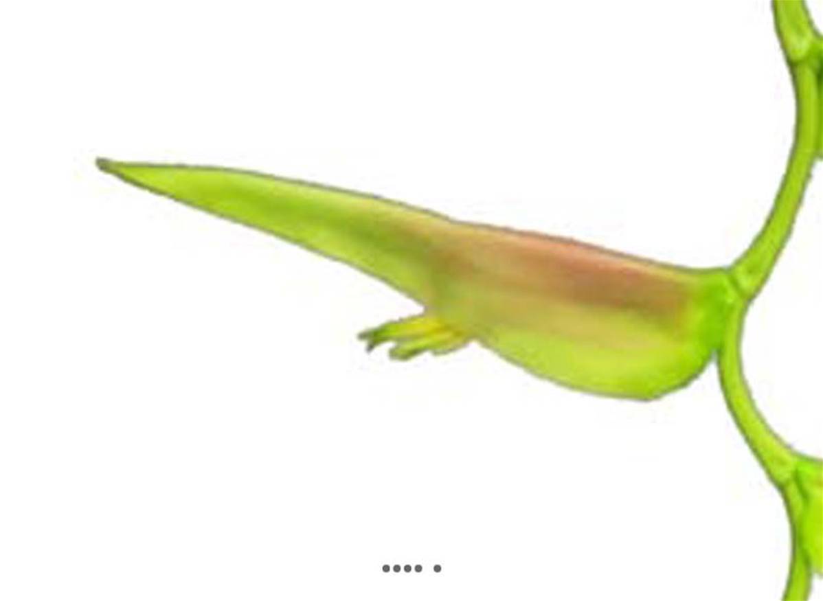 Artificielles - Branche d&rsquo;Heliconia Equatorial, L 128 cm Vert-rose - BEST - couleur: Vert-rose - Imagen 4
