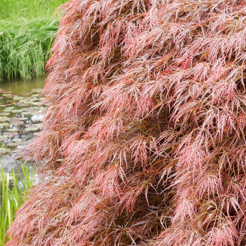 Érable du Japon - Acer palmatum Dissectum Garnet Pot de 3L/4L
