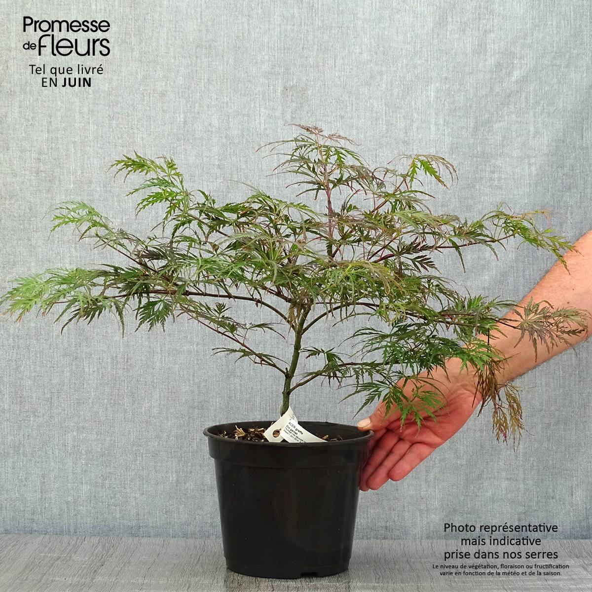 Érable du Japon - Acer palmatum Dissectum Garnet Pot de 3L/4L - Image 2