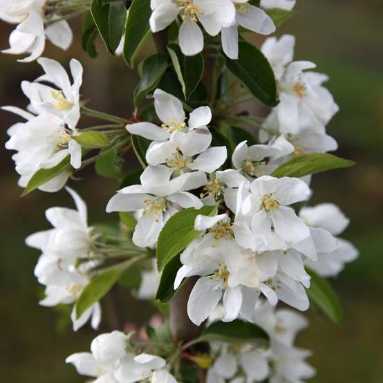 Pommier d'ornement - Malus Dolgo Pot de 4L/5L