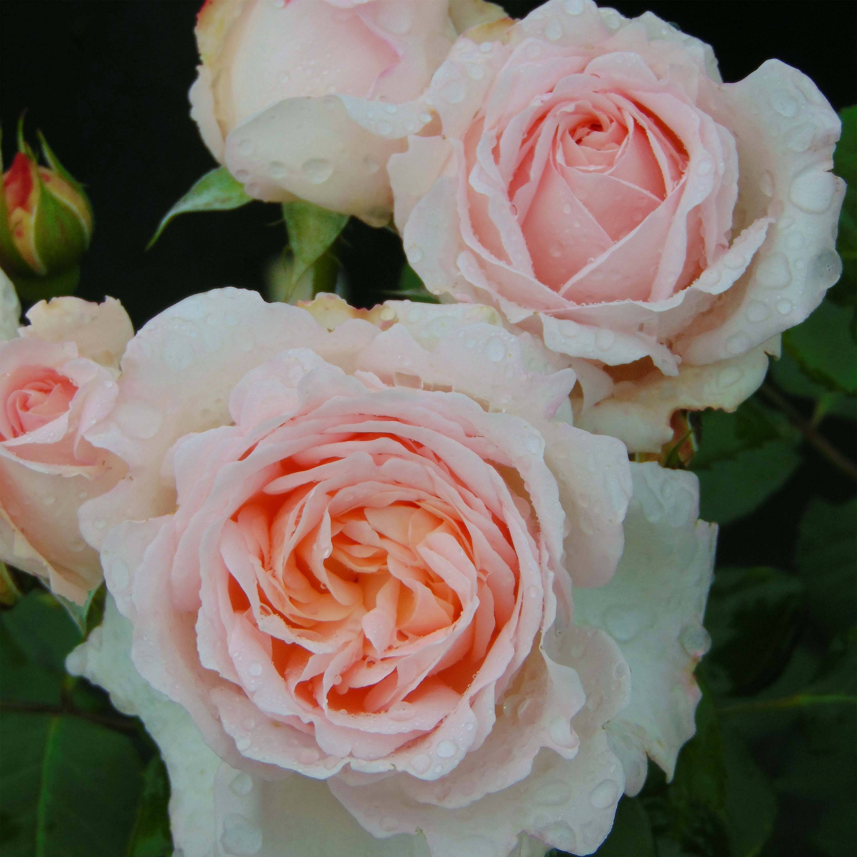 Rosier à grandes fleurs Clair Renaissance Racines nues en motte
