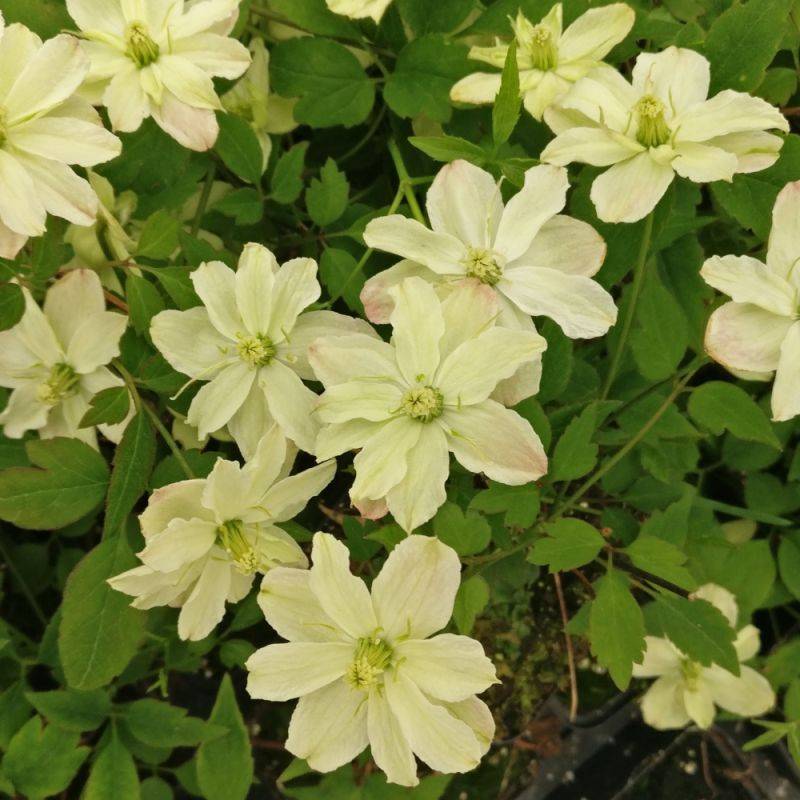 Clématite montana Starlet® White Perfume 'fpdw2009' à fleurs Blanche - feuillage Caduc - Pot de 3L - Echelle bambou 60/120 cm-  hauteur à maturité De - Image 8