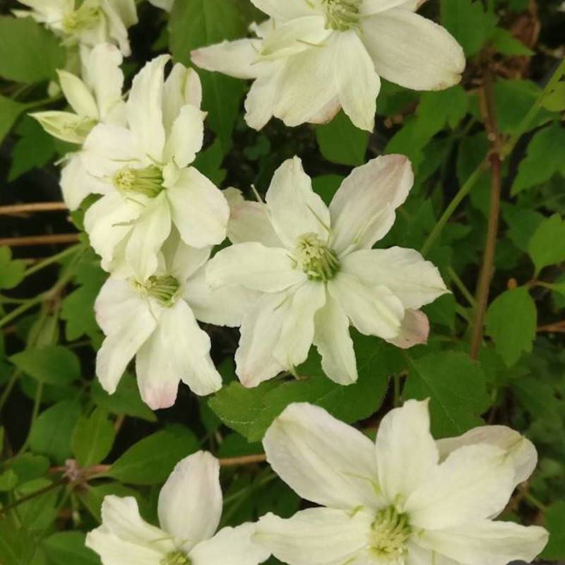 Clématite montana Starlet® White Perfume 'fpdw2009' à fleurs Blanche - feuillage Caduc - Pot de 3L - Echelle bambou 60/120 cm-  hauteur à maturité De - Image 10