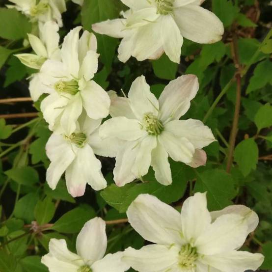 Clématite montana Starlet® White Perfume 'fpdw2009' à fleurs Blanche - feuillage Caduc - Pot de 3L - Echelle bambou 60/120 cm- hauteur à maturité De - Image 2
