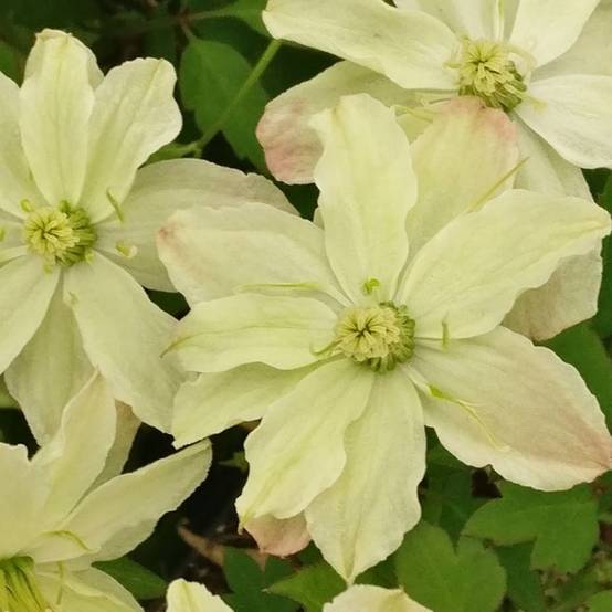 Clématite montana Starlet® White Perfume 'fpdw2009' à fleurs Blanche - feuillage Caduc - Pot de 3L - Echelle bambou 60/120 cm- hauteur à maturité De - Image 7