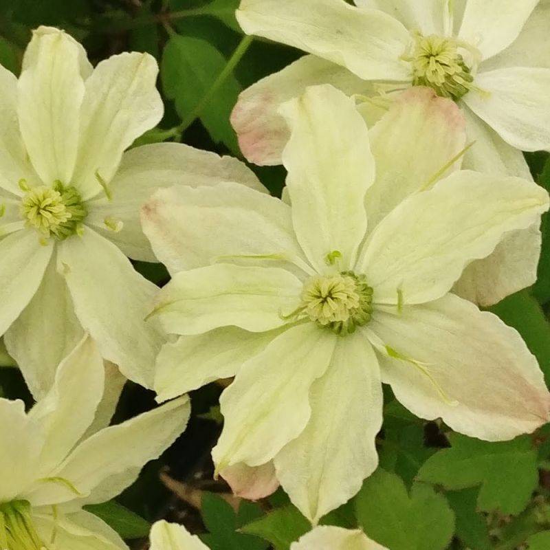 Clématite montana Starlet® White Perfume 'fpdw2009' à fleurs Blanche - feuillage Caduc - Pot de 3L - Echelle bambou 60/120 cm-  hauteur à maturité De - Image 7