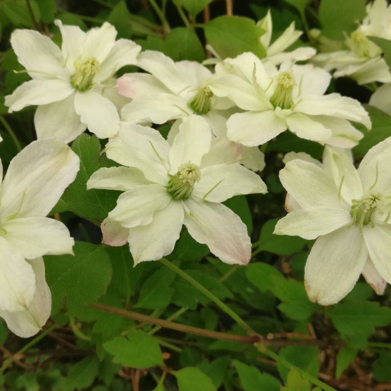 Clématite montana Starlet® White Perfume 'fpdw2009' à fleurs Blanche - feuillage Caduc - Pot de 3L - Echelle bambou 60/120 cm-  hauteur à maturité De - Image 6