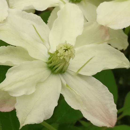 Clématite montana Starlet® White Perfume 'fpdw2009' à fleurs Blanche - feuillage Caduc - Pot de 3L - Echelle bambou 60/120 cm- hauteur à maturité De - Image 5
