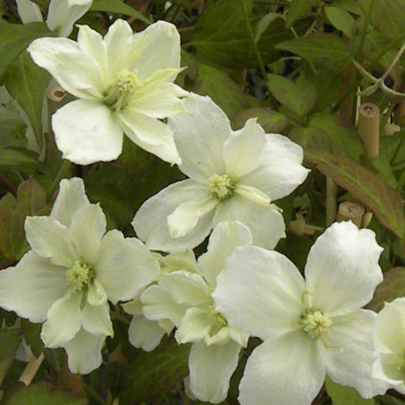 Clématite montana Starlet® White Perfume 'fpdw2009' à fleurs Blanche - feuillage Caduc - Pot de 3L - Echelle bambou 60/120 cm- hauteur à maturité De - Image 9
