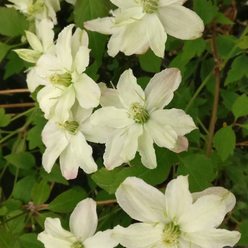 Clématite montana Starlet® White Perfume 'fpdw2009' à fleurs Blanche - feuillage Caduc - Pot de 3L - Echelle bambou 60/120 cm- hauteur à maturité De - Image 1