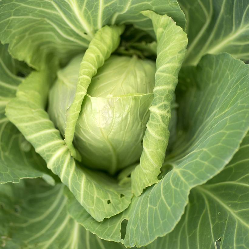 Chou Cabus Cœur de Bœuf Moyen de la Halle - Vilmorin le sachet de 800 graines environ (2g)