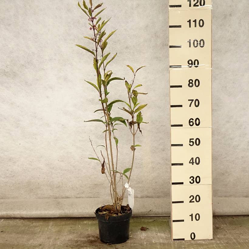 Callicarpa kwangtungensis Pot de 2L/3L - Image 2