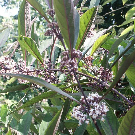 Callicarpa kwangtungensis Pot de 2L/3L - Image 1
