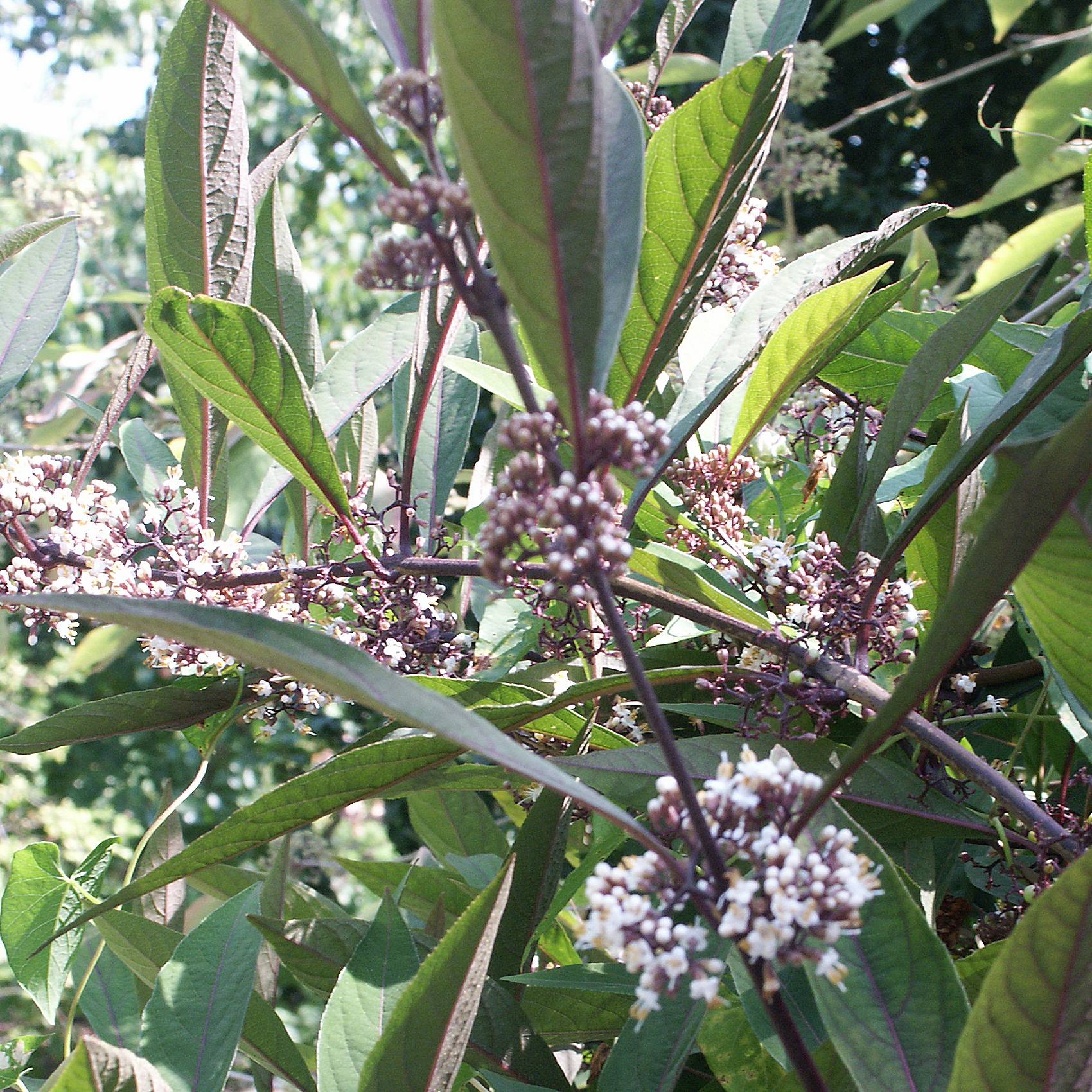 Callicarpa kwangtungensis Pot de 2L/3L