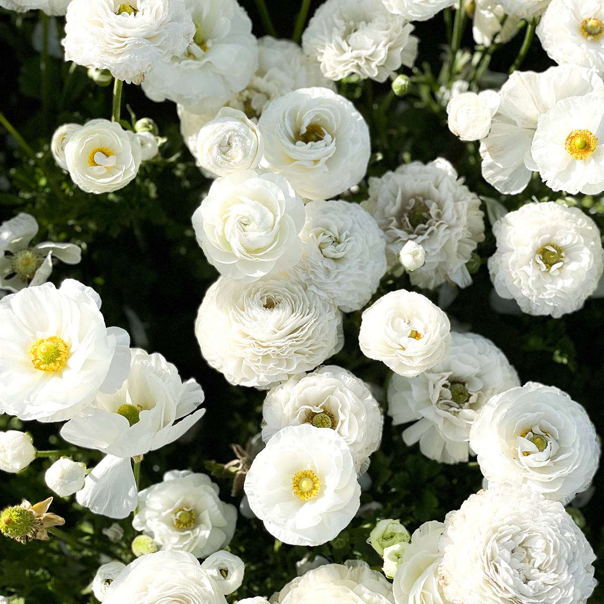 Promesse de Fleurs - Renoncule asiatique double blanche Bulbe calibre 8+ (par 20)