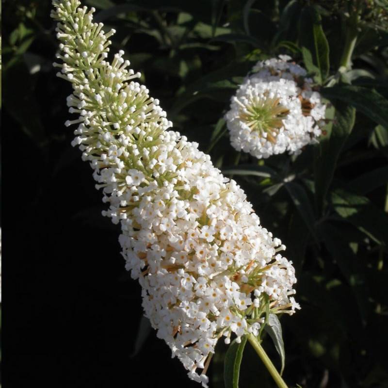 Arbre aux papillons blanc White Profusion, Buddleia à fleurs Blanche - feuillage Caduc - Pot de 4L - 40/60 cm-  hauteur à maturité De 1,50 m à 2,00 m - Image 1